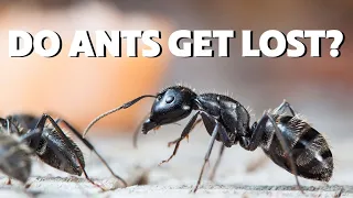 What will happen to an ant that gets separated from its colony?