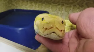 Friendly burmese python