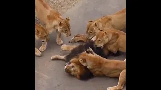 Oh my god! Female lions attacking a man lion/ Look So scare everyone