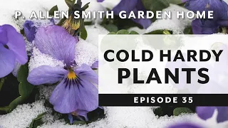 Cold Hardy Plants: Pansies & Violas | P. Allen Smith (2019)