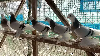 #Pigeons. В гостях у сельского голубятника. Телепрограмма - Живой Дом.