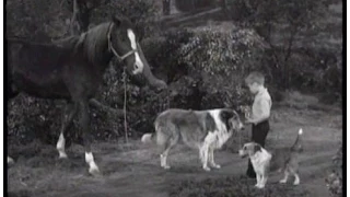 Lassie - Episode #177 - "Stable Mates" - Season 5 Ep. 34 - 04/26/1959