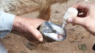 معالجة عرج حافر حمار بيتألم من التعب خراج كبير فى الحافر