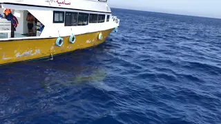 Акула 🦈 в Красном море