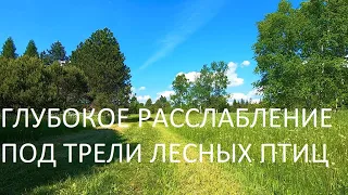 ПЕНИЕ СЛАВКИ,ЗЯБЛИКОВ И ПЕНОЧКИ-ЭТО ПЕВЧИЙ ОРКЕСТР ОТ БОГА.ИСЦЕЛЯЕТ НЕРВНУЮ СИСТЕМУ,ДАРИТ РАДОСТЬ.