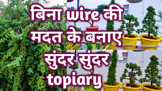 Jade topiary collection ll Topiyary बनाने का आसान तरीका ll बिना किसी wire के बनाए jade topiary
