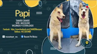 "Papi" es un perrito que está en busca de un hogar | Noticias con Francisco Zea