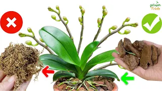 Right away ! Remove this part just before planting in a pot , your orchids will bloom all year round