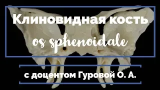 Клиновидная кость (os sphenoidale)💀 |  Анатомия человека [2019]✅