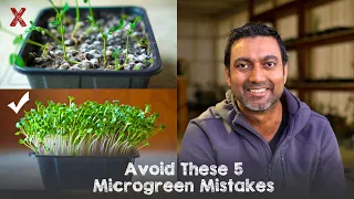 Avoid These 5 Microgreen Growing Mistakes