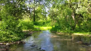 #медитация #naturesounds  Nature Sounds. Звуки природы. Ночной лес. #Сон на природе  снятие стресса