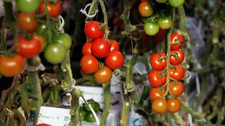 OSTELLATO - FERRARA: LE COLTURE IDROPONICHE, I NUOVI ORIZZONTI DELL’ AGRICOLTURA