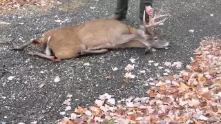 Deer kill Man