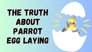 The Truth About Pet Parrot Egg Laying | Cockatiels, Budgies, Conures, Macaws | TheParrotTeacher