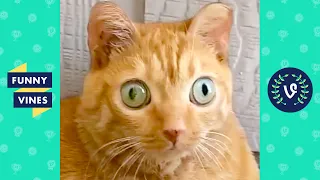 TRY NOT TO LAUGH - Cutest Pets & Funny Animal Clips!