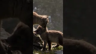 Adorable arctic fox cubs