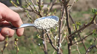 Чтобы смородина и крыжовник заложили много плодовых почек подкормите в апреле этой подкормкой.