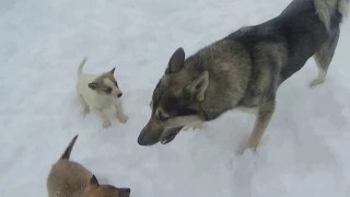 Соболь и его первые щенки