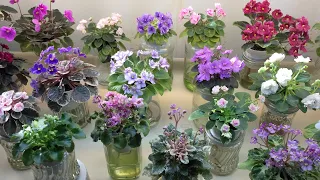 AFRICAN VIOLETS - Blooming in January 2021 - Part II - Miniatures