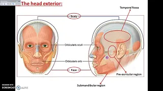 Overview of Head Exterior (Scalp&Face Part 1) - Dr. Ahmed Farid