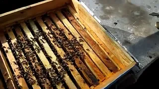 Сборка гнезда пчел на зиму Последние работы на пасеке Контроль пчелиного клуба