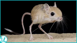 So Tiny, So Epic: The Pygmy Jerboa