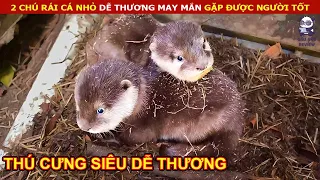 Giải Cứu Và Chăm Sóc 2 Chú Rái Cá Con Vô Cùng Dễ Thương || Review Con Người Và Cuộc Sống (P21)