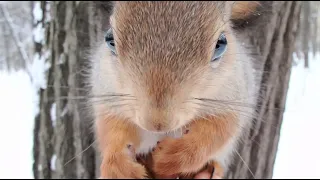 Кормлю очень голодную белку / Feeding a very hungry squirrel