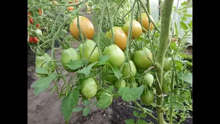 Томаты. Обзор кистевых супер урожайных сортов томатов, в кисти  20 и более вкуснейших плодов.