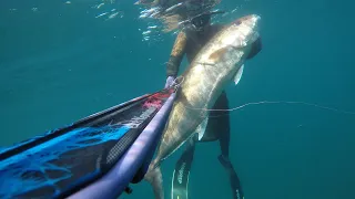 Spearfishing Amberjack's 16,22,25 and 35kg @MANOS75O @spearfishing @amberjack