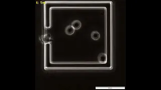 Single Cell Monitoring of Apoptosis in Non-Adherent Mammalian Cells