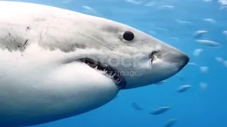 Shark attack ,shark real video