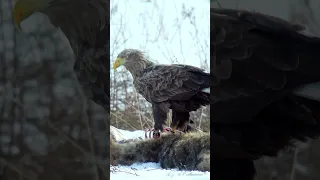 ОРЛАН ЕСТ ВОЛКА Орлан-белохвост на приваде WHITE TAILED EAGLE