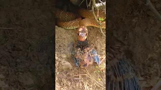 Snake Attack On Bird Myna Nest