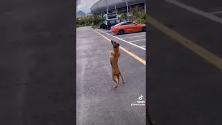 Собака красиво танцует