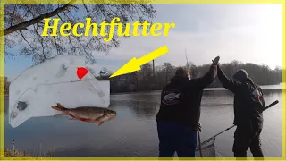 Raubfisch im Winter / Hechtangeln im Winter mit Köderfisch und Pose #Hecht #Raubfisch