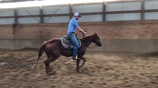 Two Year-Old Ranch/Cow Horse Prospect