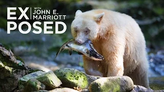 Rare SPIRIT BEARS in the Great Bear Rainforest | EXPOSED Wildlife Photography | EP 06