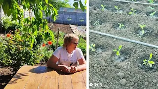 Посадила перці, баклажани, помідори. Прийшла Наталя.  Життя на пенсії. Україна.