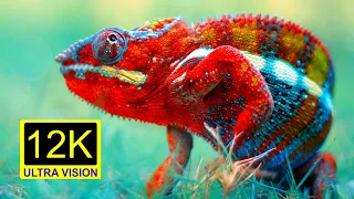 Chameleon Amazing Moments | Chameleon Interested Don't Skip | Chameleon 8k Vision HD | 12k Animals