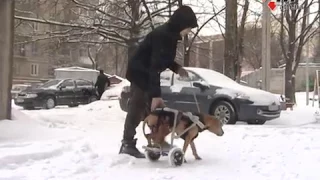 Инвалидность - не приговор: харьковчанин смастерил инвалидную коляску для питомца - 12.12.2016