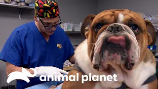 Bulldog es operado de emergencia por tragarse una piedra | Dr. Jeff, Veterinario | Animal Planet