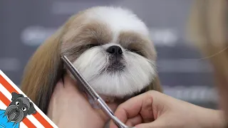 A beautiful haircuts shih tzu - How to groom shih tzu?