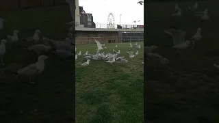 Herring Gulls of Worthing