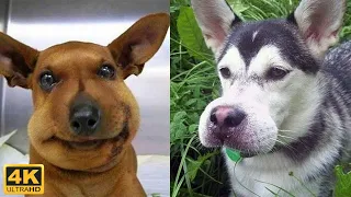 4K 🐶 Funniest dogs videos, try not to laugh 😂 Cute dogs compilation - Kris reaction