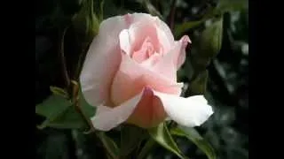 Ernesto Cortazar "Autumn Rose" - Эрнесто Кортазар "Осенняя роза"