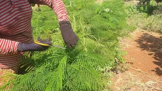 Vegetable climbing wattle Cutting