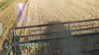 No-Till уборка пшениці після євролайтінга.