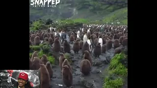 Reaction video !!! Seal tries to mate with penguin