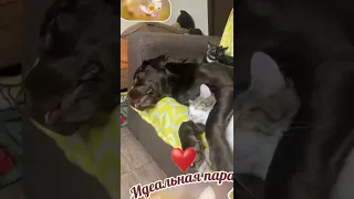 Собаки и Кошки Дружба #tiktok #друзья